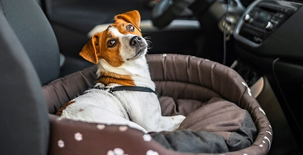 An image of a small dog in a car seat.